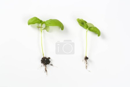 Foto de Dos plantas jóvenes de albahaca con raíces sobre fondo blanco - Imagen libre de derechos