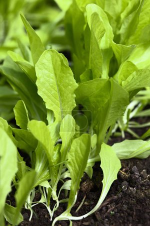 Photo for Young leaf lettuce growing in row in black soil (Selective Focus) - Royalty Free Image