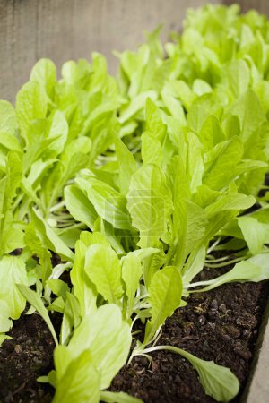 Photo for Young leaf lettuce growing in row in black soil (Selective Focus) - Royalty Free Image