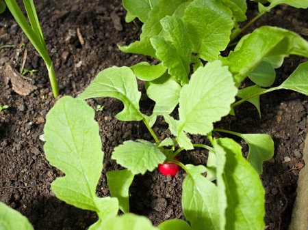 Photo for Young radish plants growing in row (Selective Focus, Focus on the red radish) - Royalty Free Image
