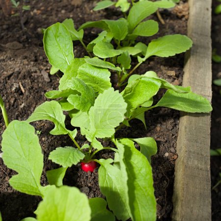 Photo for Young radish plants growing in row (Selective Focus, Focus on the red radish) - Royalty Free Image