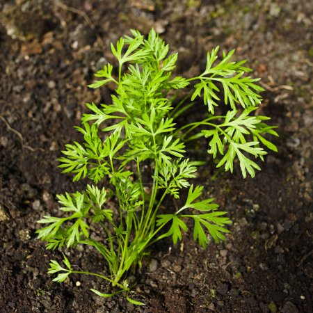 Photo for Leaves of a young carrot plant growing in black soil (Selective Focus) - Royalty Free Image