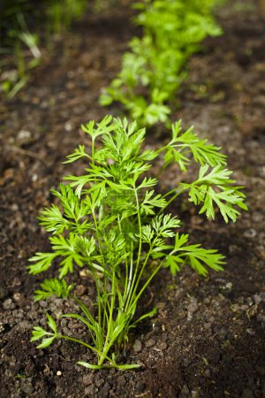 Photo for Young carrot plants growing in row (Selective Focus) - Royalty Free Image