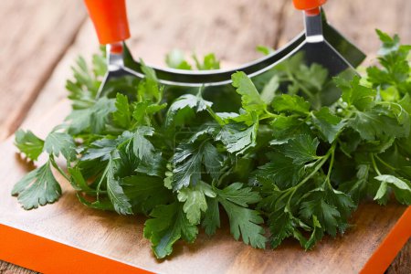 Photo for Bundle of fresh flat leaf parsley on wooden chopping board with mezzaluna herb knife (Selective Focus, Focus on leaves in the front) - Royalty Free Image