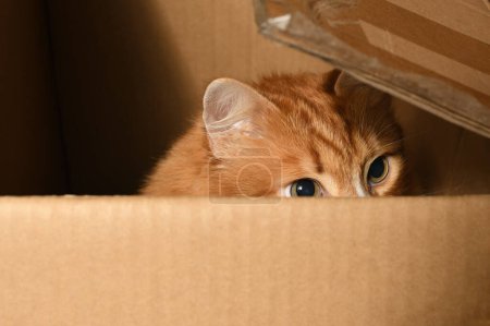 A ginger cat, hidden in a cardboard box, carefully and warily watches the target from a hiding place. Close-up.