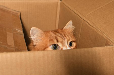 Un gato jengibre, escondido en una caja de cartón, observa cuidadosamente y con cautela al objetivo desde un escondite. Primer plano.