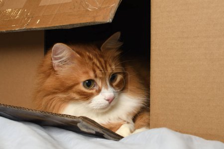 Foto de Un gato jengibre miente y observa con curiosidad desde una caja de cartón. Primer plano - Imagen libre de derechos
