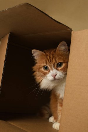 Neugierig schaut eine rote Katze heraus und schaut aus einem Karton zu. Nahaufnahme