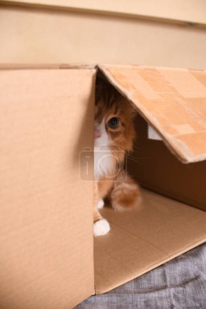 Un chat rouge regarde curieusement et regarde depuis une boîte en carton. Gros plan