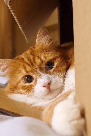 Un gato de jengibre acostado juega desde una caja de cartón. Primer plano