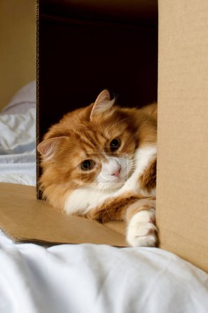 Un chat roux ment et regarde avec curiosité depuis une boîte en carton. Gros plan