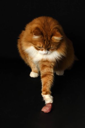 Foto de Un gato rojo juega con un pedazo de carne cruda. Fondo negro - Imagen libre de derechos