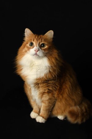 Portrait of a sitting fluffy ginger cat on a black background