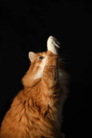 Foto de El gato rojo levantó la mirada y levantó la pata. Fondo negro - Imagen libre de derechos