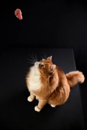 A ginger cat, sitting, watches a piece of raw meat fly, raising its head up. Black background