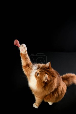 A ginger cat catches a piece of meat, raising its paw up. Black background