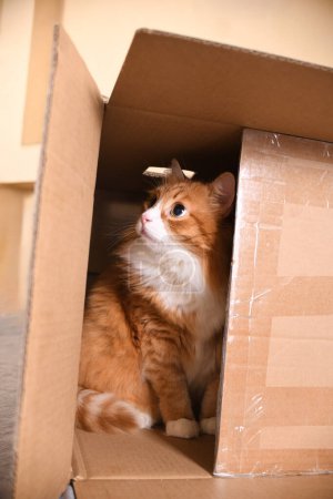 Foto de Un gato jengibre, escondido en una caja de cartón, observa cuidadosamente y con cautela al objetivo desde un escondite. - Imagen libre de derechos