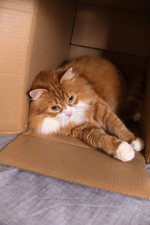Gato rojo yace en una caja de cartón,  