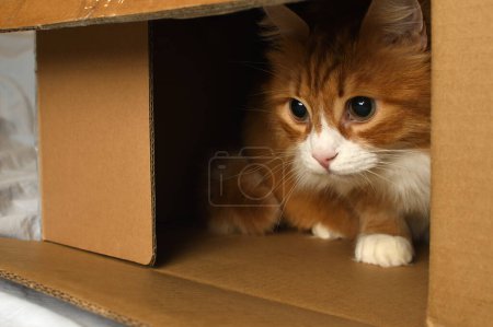 Foto de Gato rojo se esconde, juega en una caja de cartón, gato doméstico en una caja de cartón. El gato parece salir de una emboscada con curiosidad. Primer plano - Imagen libre de derechos