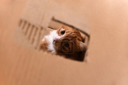 Foto de Un gato rojo sentado en una caja de cartón mira hacia arriba a través de un agujero cortado en la caja. - Imagen libre de derechos