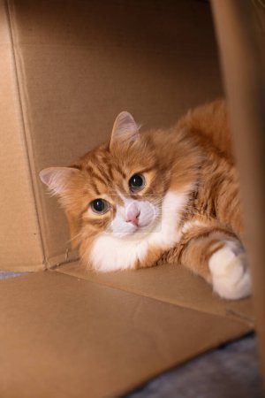 Rote Katze liegt in einem Karton, Großaufnahme