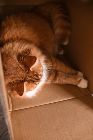 Foto de Gato rojo duerme en una caja de cartón - Imagen libre de derechos