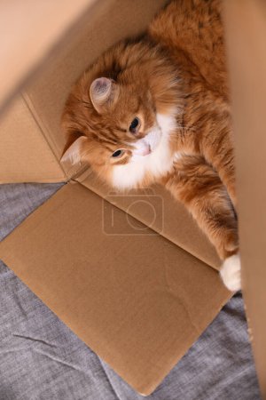 El gato rojo yace en una caja de cartón, Close-up. Vista desde arriba