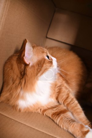 Red cat lies in a cardboard box, Close-up