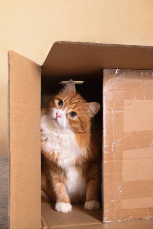 Foto de Un gato jengibre se sienta en una caja de cartón, su mirada dirigida hacia arriba. - Imagen libre de derechos