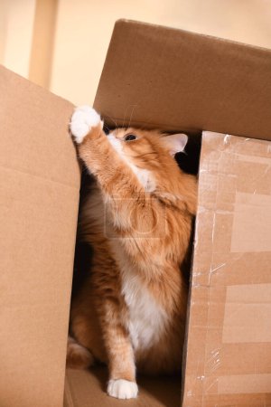Red cat plays in a cardboard box