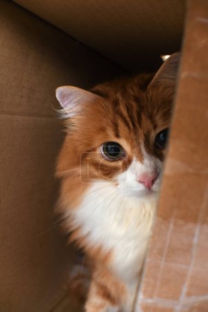 Foto de Un gato rojo escondido en una caja de cartón observa cuidadosamente y con cautela al objetivo desde un escondite. - Imagen libre de derechos