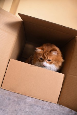 Un chat roux est assis dans une boîte en carton, son regard dirigé vers le bas.