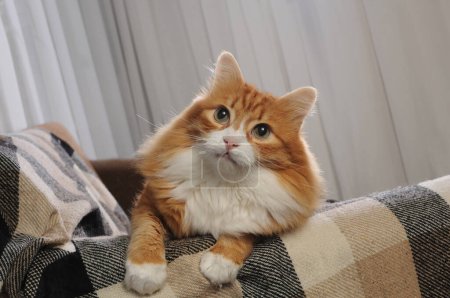 Foto de Un gato jengibre se sienta en el sofá, apoyado en la funda del sofá cubierta con una manta de lana a cuadros - Imagen libre de derechos