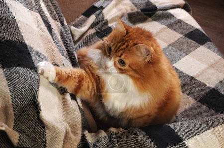 Foto de Un gato jengibre se sienta en un sofá cubierto con una manta de lana a cuadros - Imagen libre de derechos