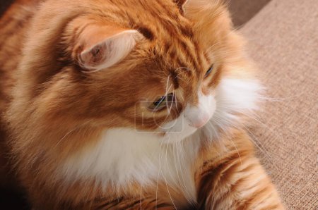 Foto de Gato rojo sentado en el sofá, vista superior, primer plano - Imagen libre de derechos