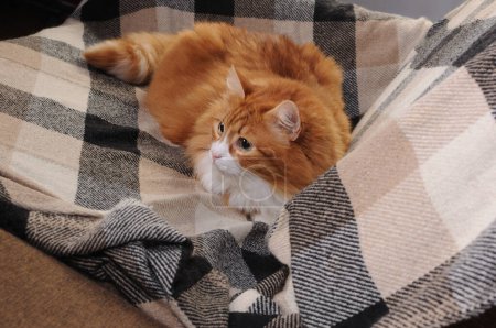 Foto de Gato rojo descansando acostado sobre una manta de lana a cuadros en el sofá - Imagen libre de derechos
