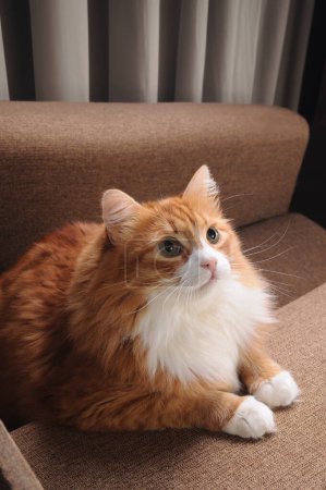 Foto de Un gato jengibre se sienta en el sofá, su mirada se dirige hacia arriba - Imagen libre de derechos