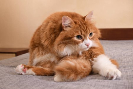 Foto de Gato rojo sentado en la cama, haciendo higiene personal - Imagen libre de derechos