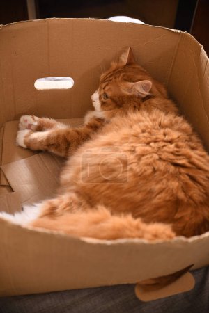 Foto de Gato rojo se encuentra en una caja de cartón, vista superior - Imagen libre de derechos