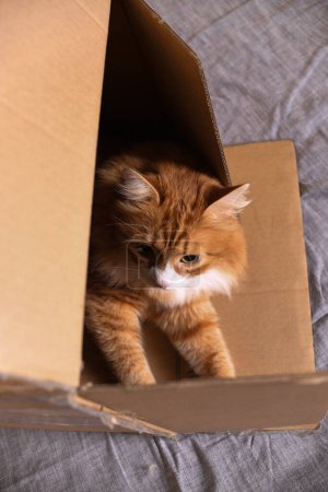 Un gato rojo yace en una caja de cartón. Vista desde arriba