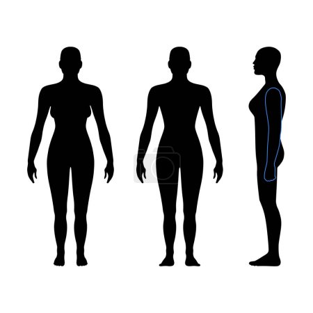 Illustration for Full length front, back, side view of a lean bald standing naked woman silhouette, isolated on white background. Vector illustration - Royalty Free Image