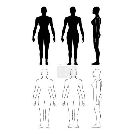 Ilustración de Vista frontal, trasera y lateral de una silueta de mujer desnuda y calva, aislada sobre fondo blanco. Ilustración vectorial - Imagen libre de derechos