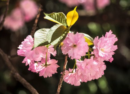 Photo for Branch of Sakura in Japanese garden, closeup. Pink flowers of the blossom cherry tree in sunny spring day with bokeh. - Royalty Free Image