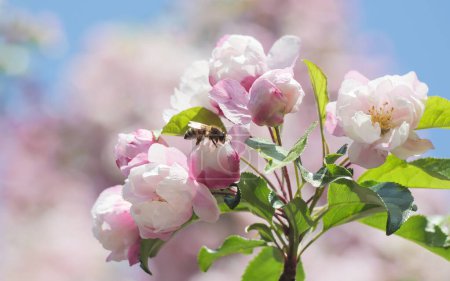 Photo for Honey bee on apple flower in sunny day, closeup. Flowering of the apple tree in a spring garden. Apple branch blossom on blur background. - Royalty Free Image
