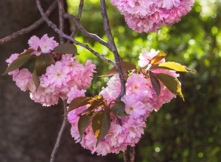 Photo for Branches of Sakura in Japanese garden, spring flower festival Hanami. Pink flowers of the blossom cherry tree with bokeh, closeup. - Royalty Free Image