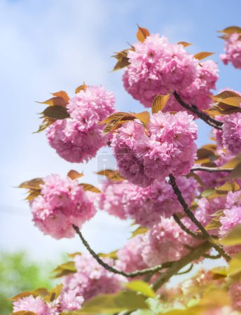 Photo for Sakura tree blossom in a Japanese garden, spring festival Hanami. Branches of the Cherry Kanzan with pink fluffy flowers at blue sky background. - Royalty Free Image