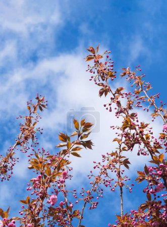 Photo for Flowers, pink petals, buds and fresh leaves on blooming cherry tree. Branches of Japanese Sakura tree on sky background. - Royalty Free Image