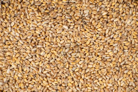 Photo for Background from grains of wheat. Grain export, sale. - Royalty Free Image