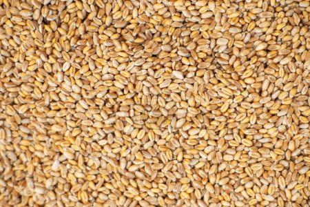 Antecedentes de granos de trigo. Primer plano. Exportación de granos, venta.