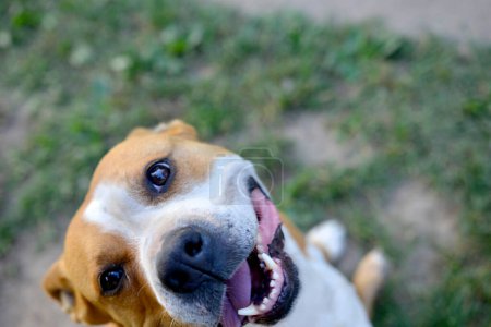 Téléchargez les photos : Joyeux chien souriant. Portrait d'un mignon terrier staffordshire . - en image libre de droit